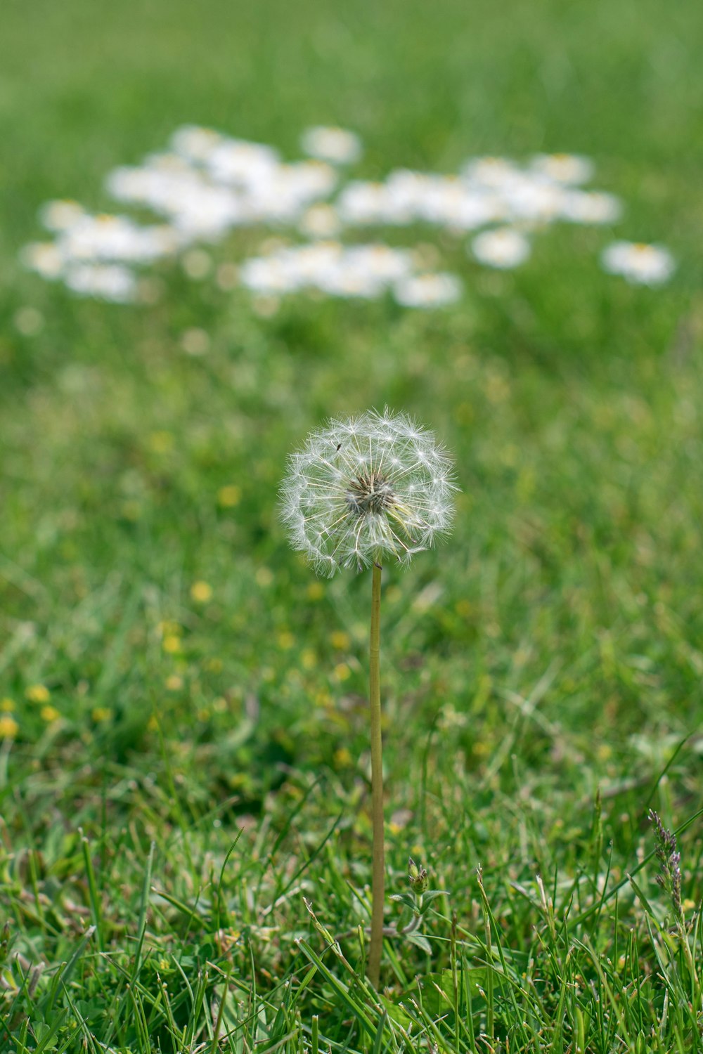 dandelion flower photography