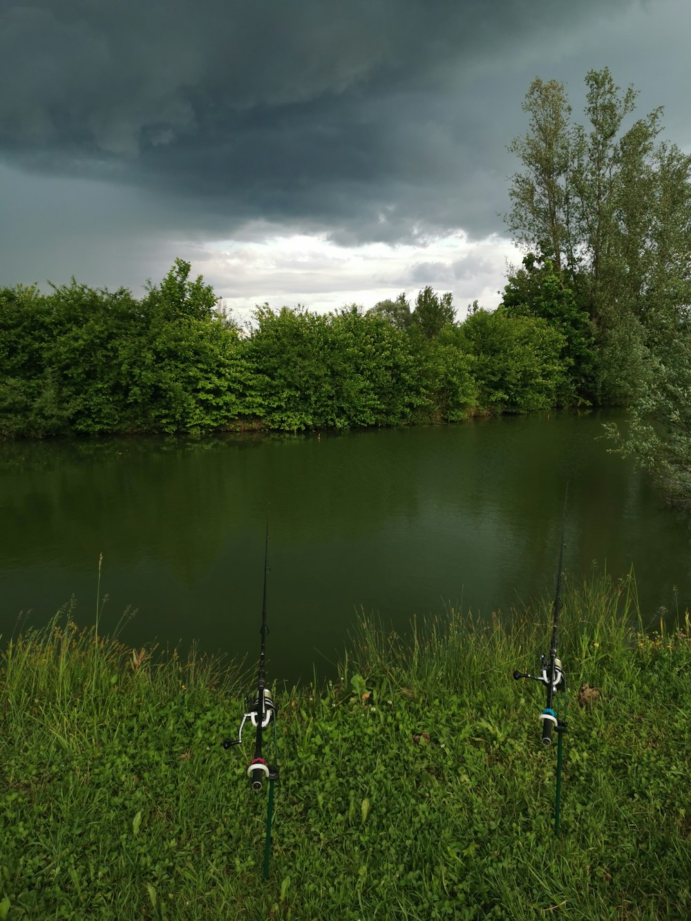 green trees and river