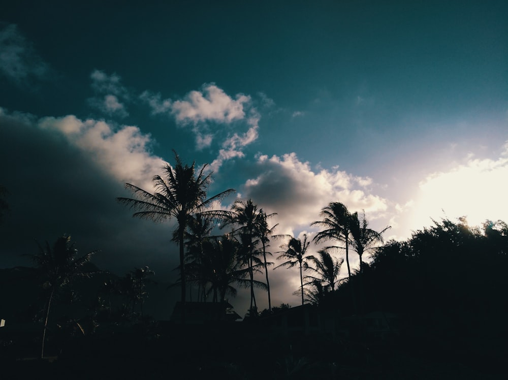 coconut trees