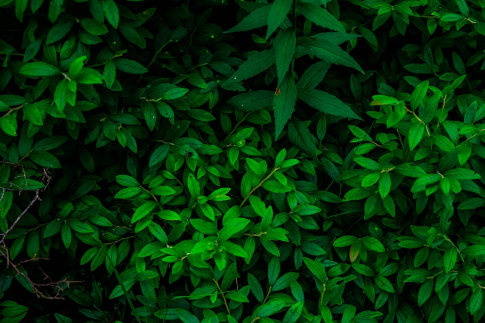 planta de hojas verdes