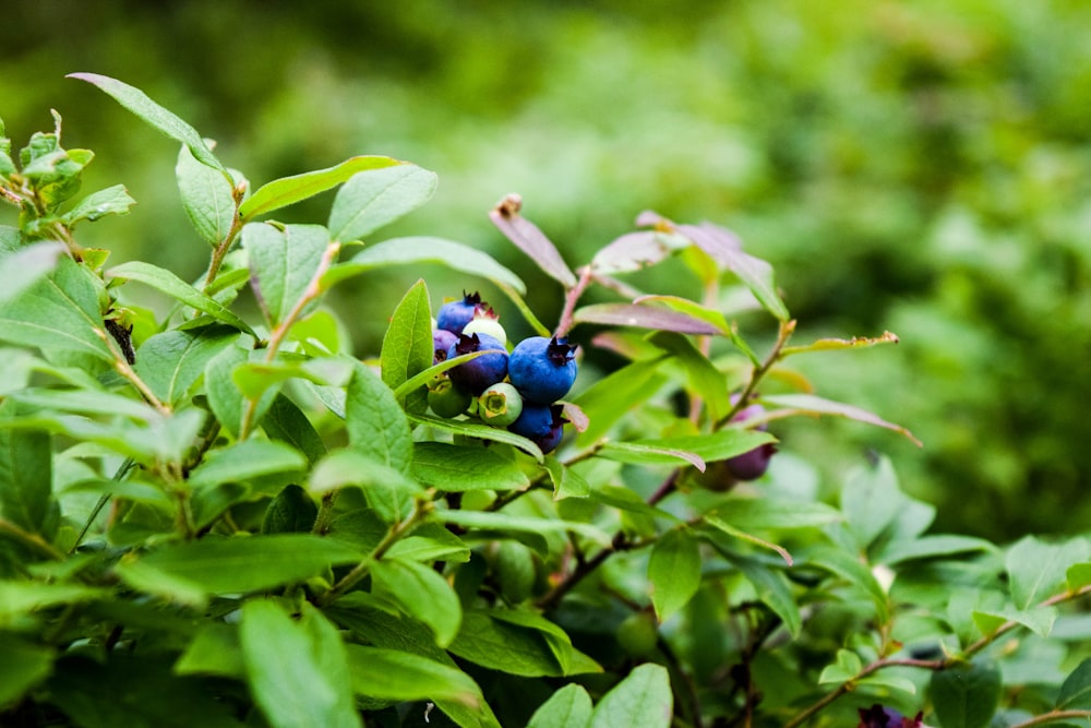 a small blue bird sitting on top of a bush