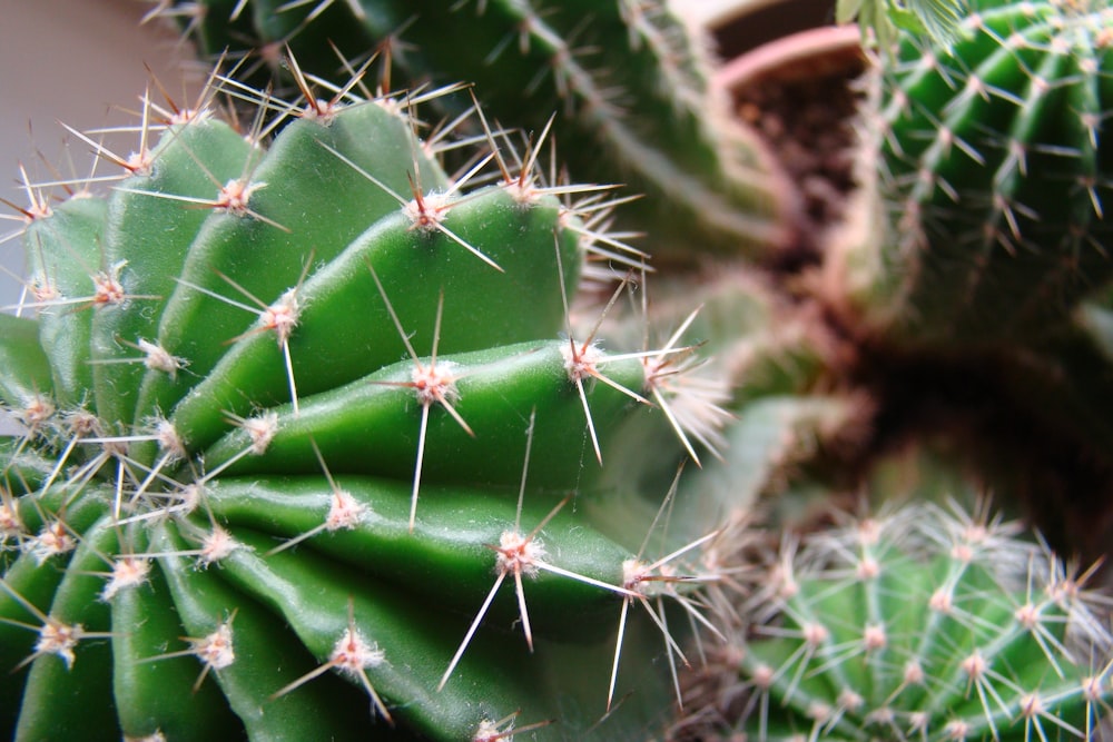 Cactus verde