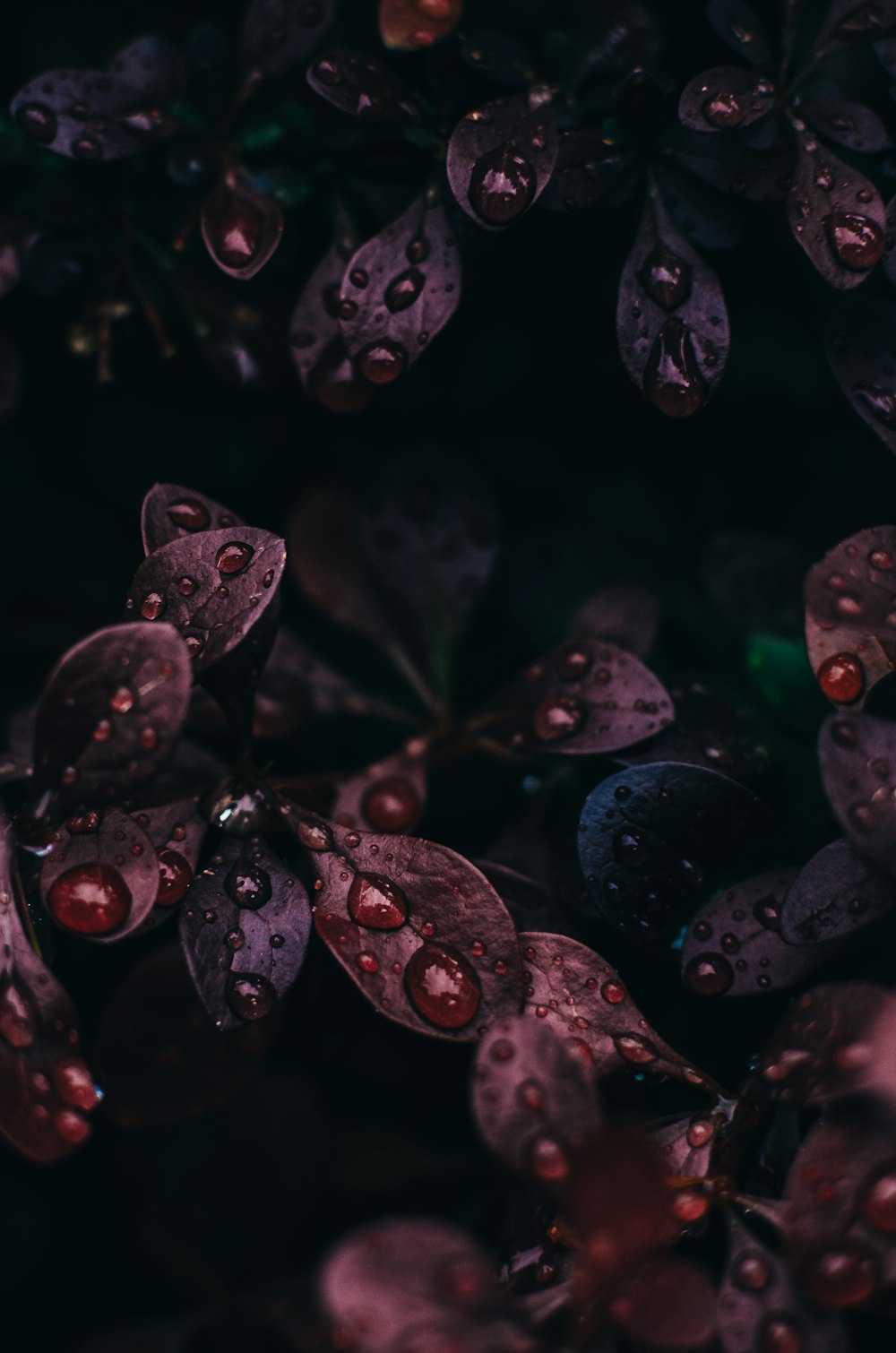 water droplets on leaves