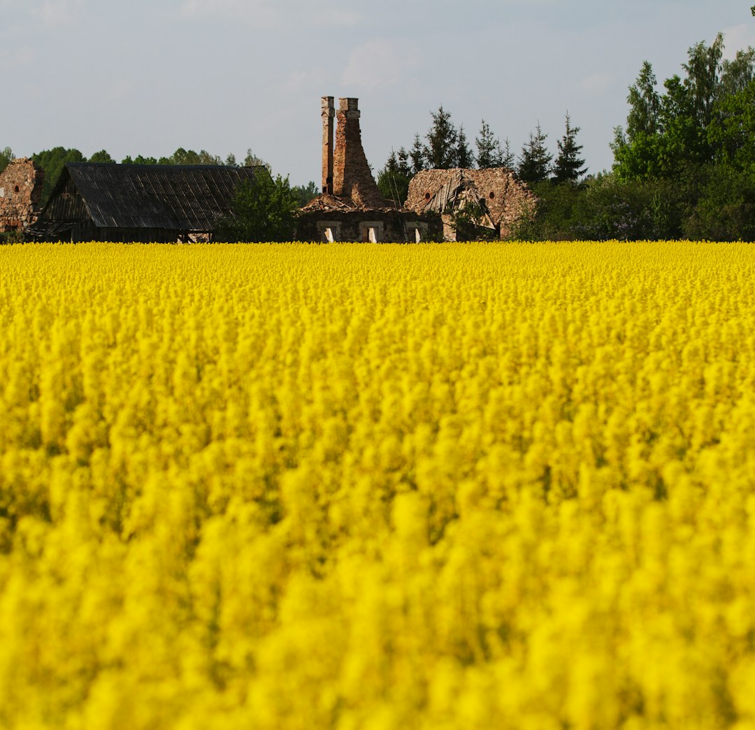 yellow flower field