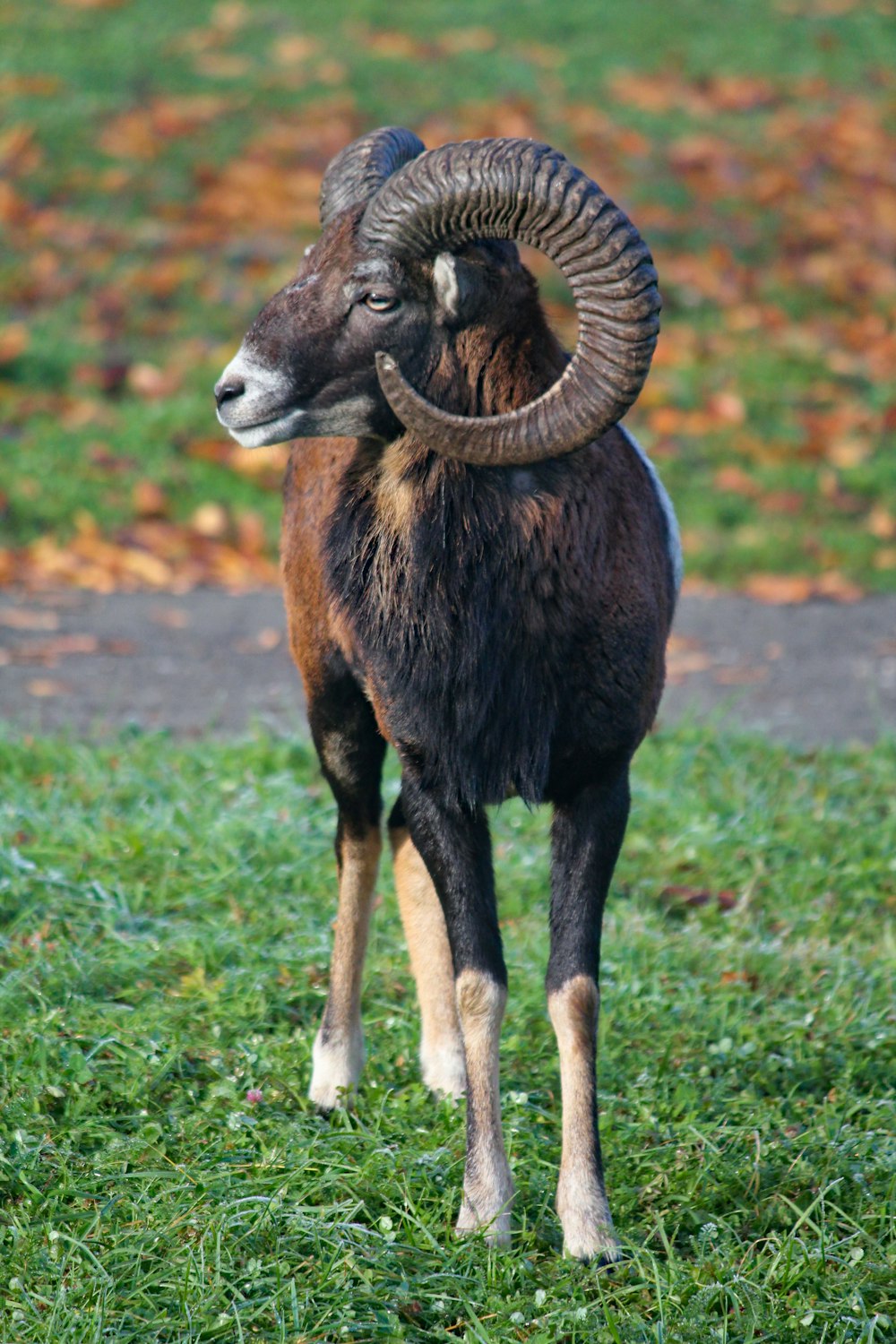 brown ram standing on grass