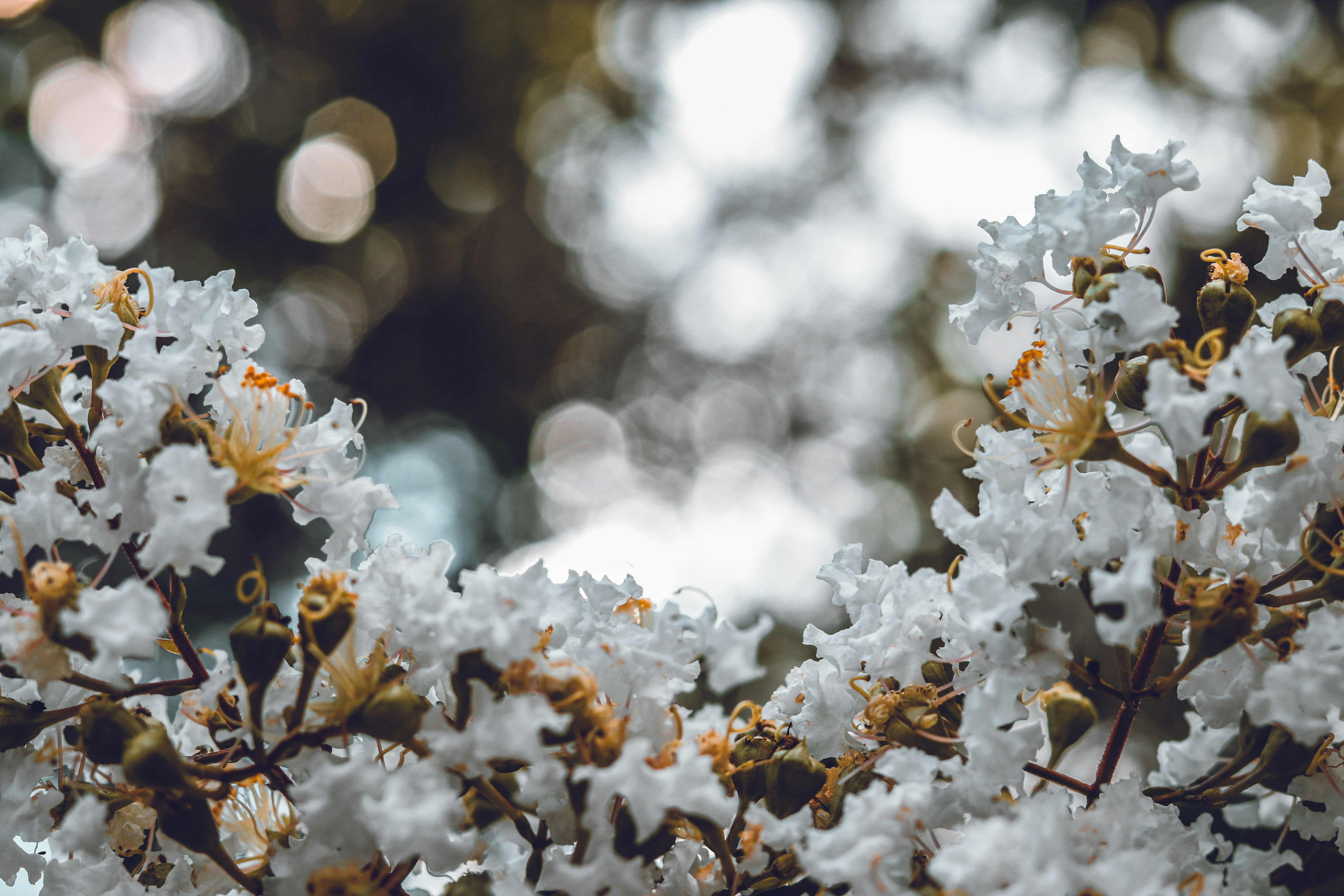 Photo by juaraujotheartist