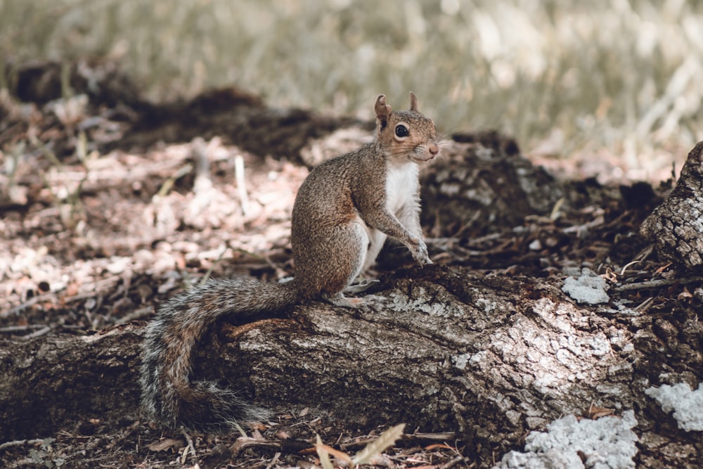 photography of brown rodent on brown wood during daytime