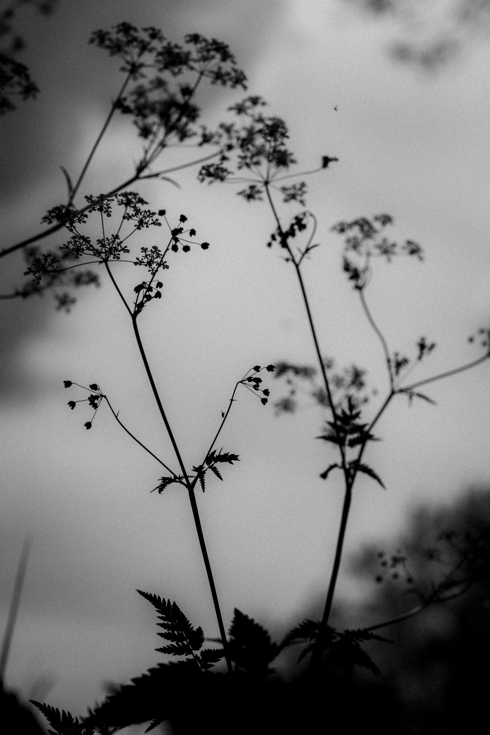 silhouette of plants