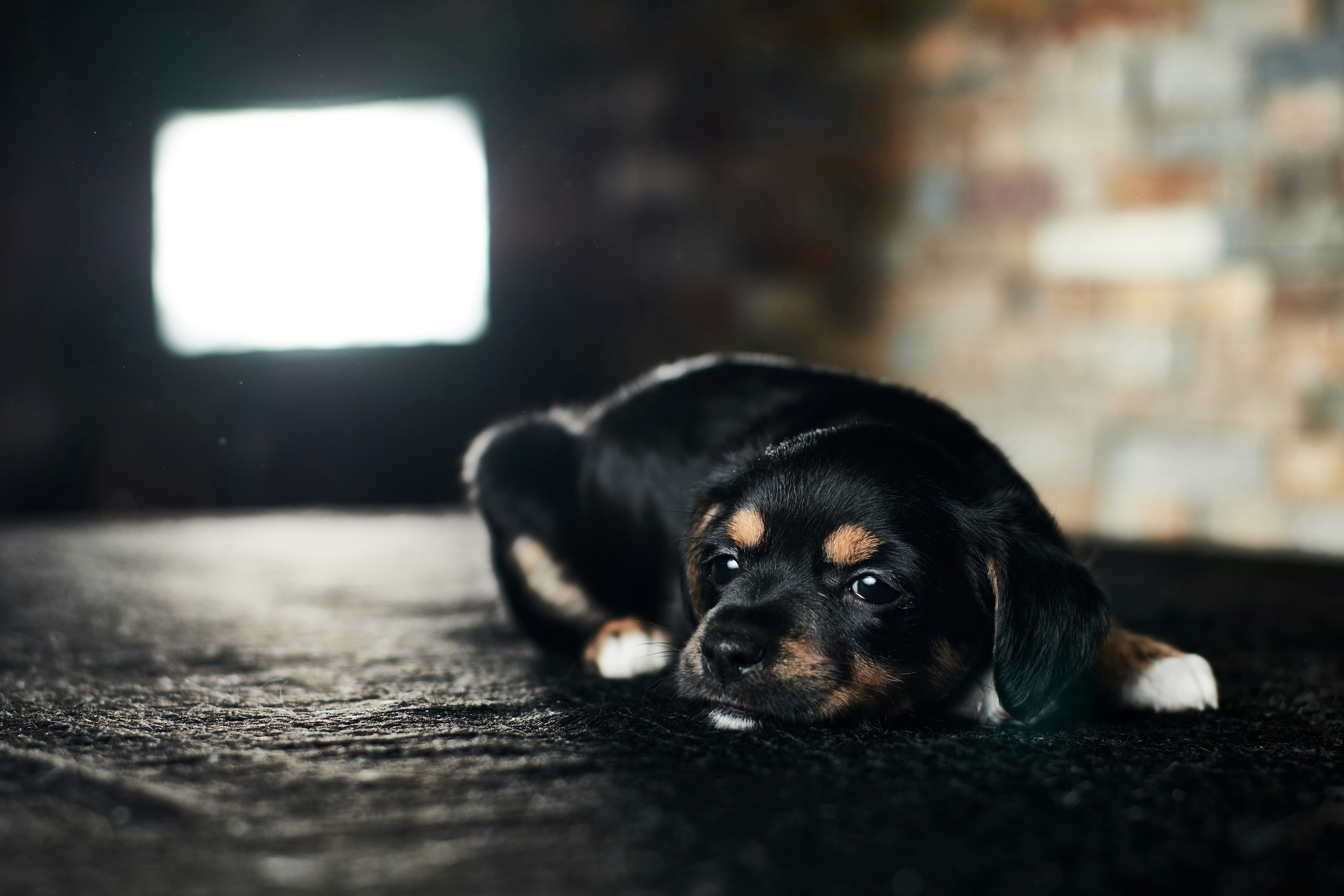black-and-brown short coated puppy lying down on floor