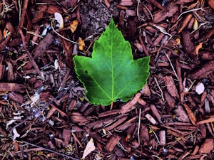 Wood Chips