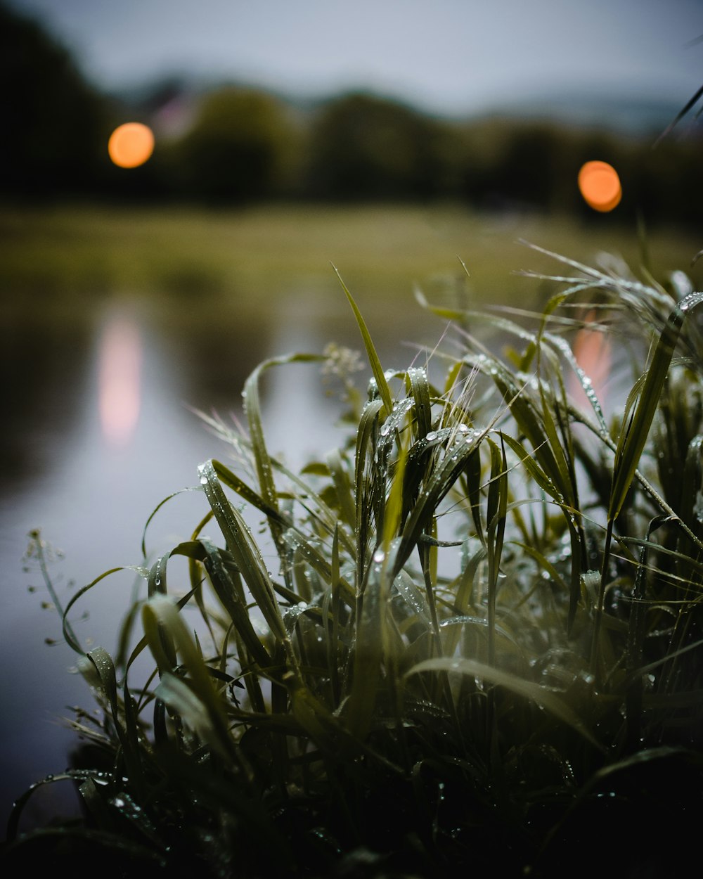 green grass near lake