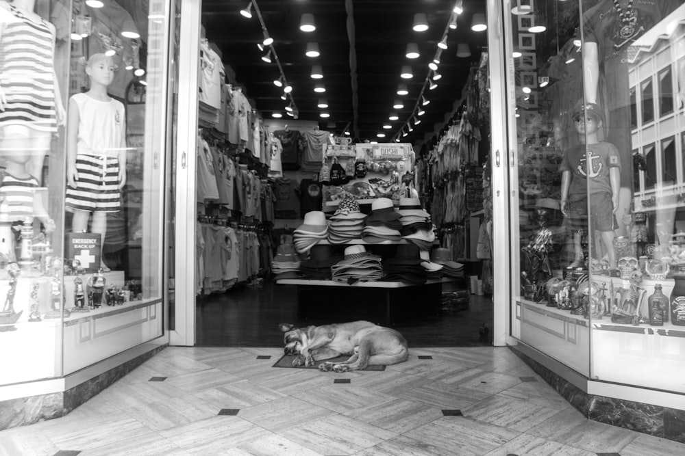 dog lying on floor at the store entrance