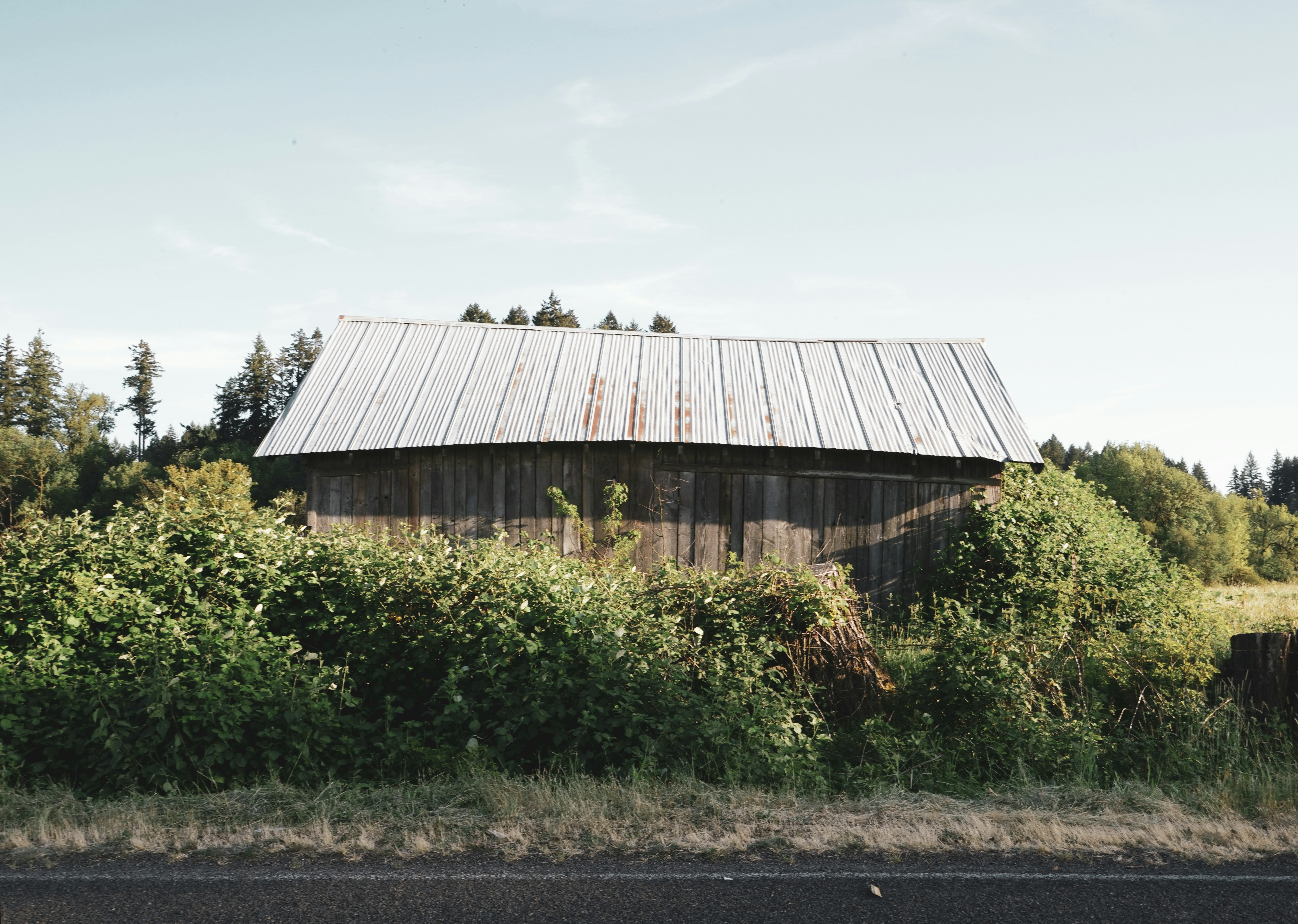 This was along the side of the road outside of an abandoned town about 30 minutes south of Portland in the mid-Willamette Valley.