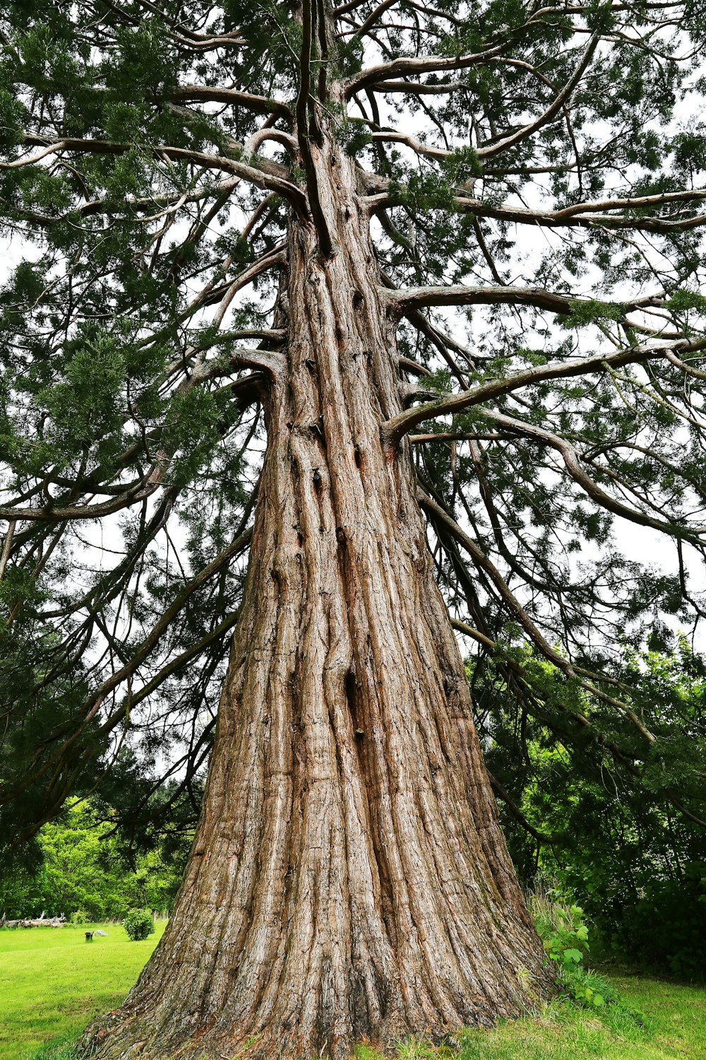 tree trunk