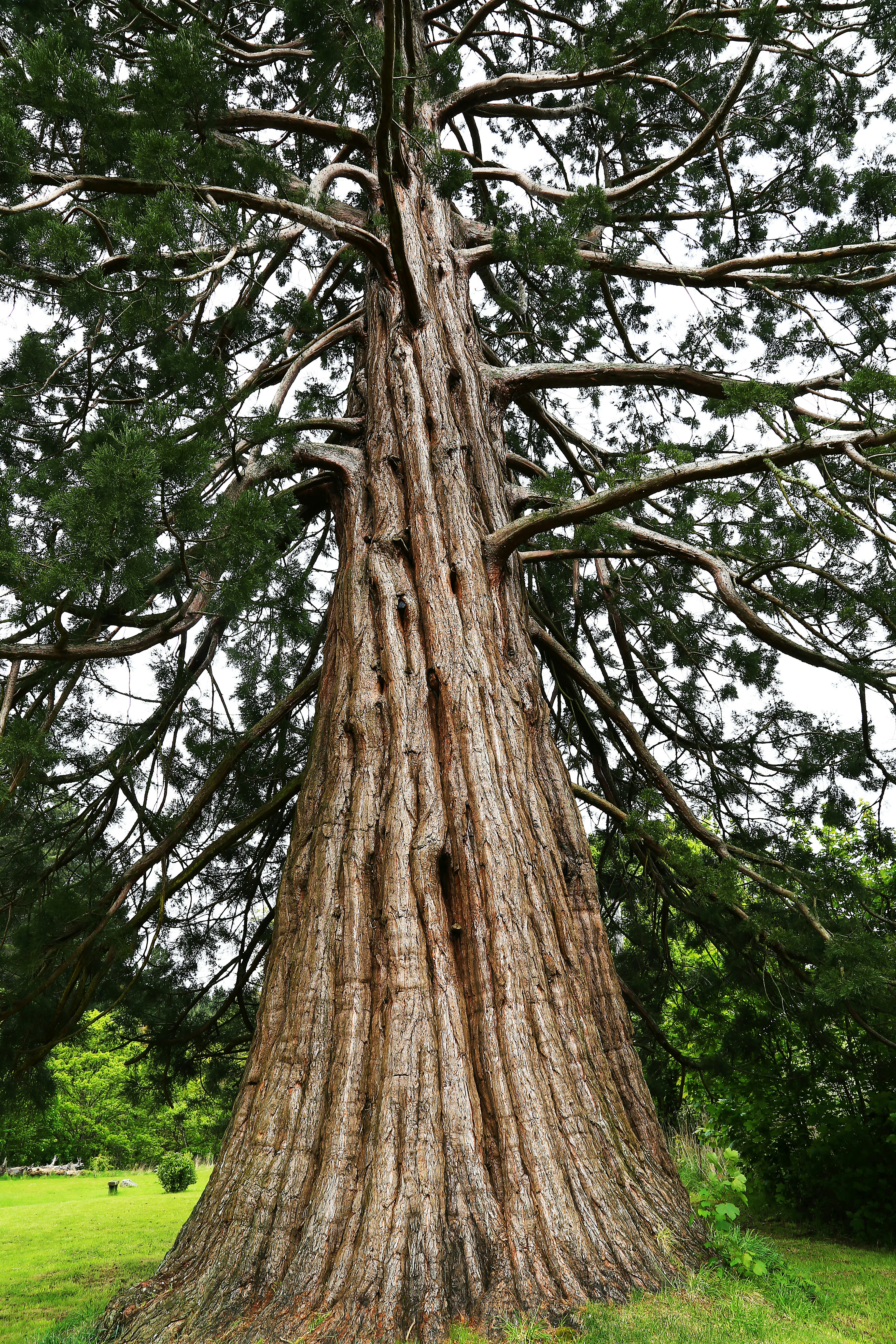 tree trunk