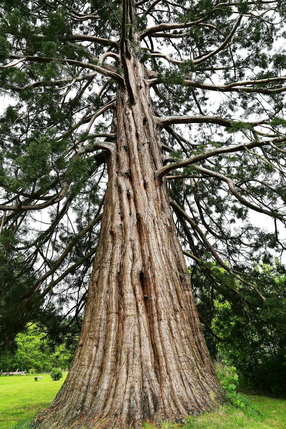 木の幹