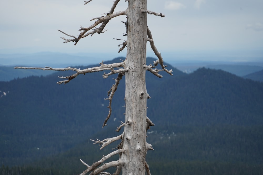 árvore nua cinzenta e montanhas à distância