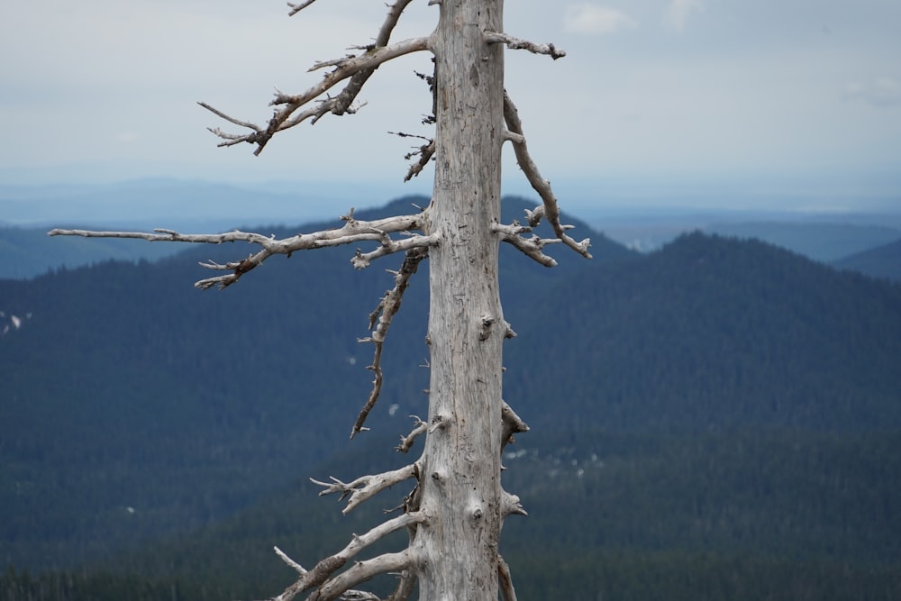 Árbol desnudo gris y montañas a lo lejos