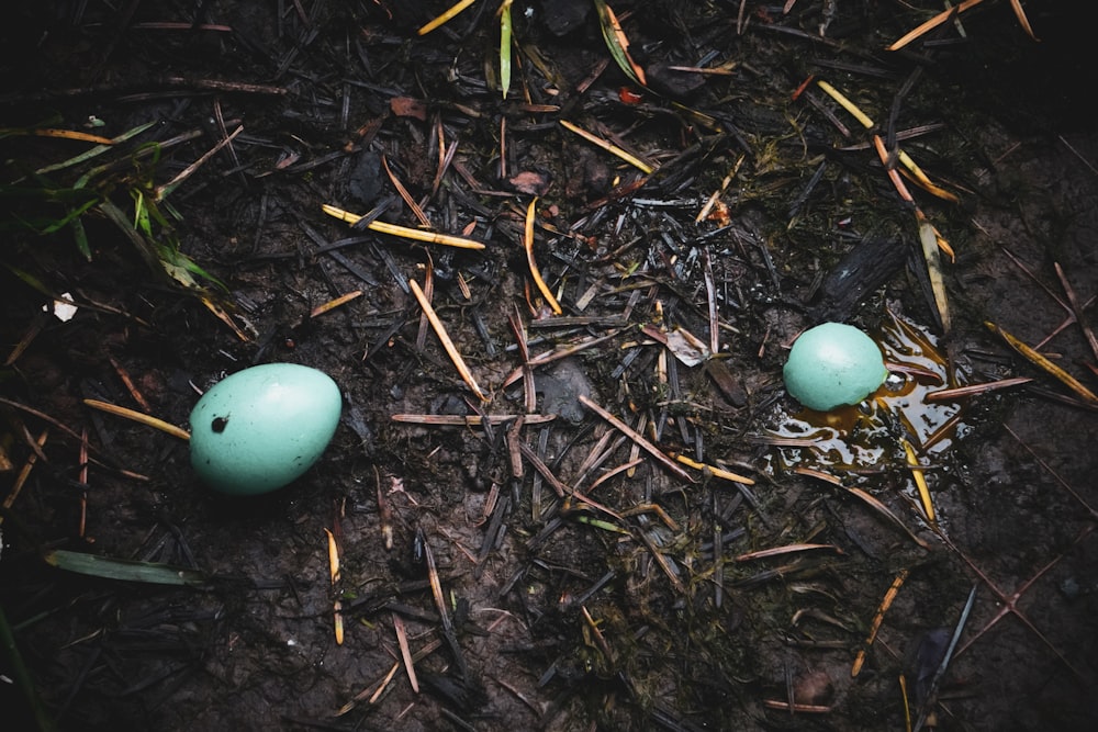zwei weiße Eier auf der Erde
