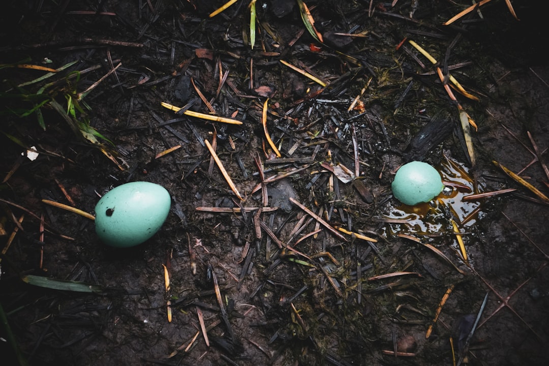 two white eggs on soil