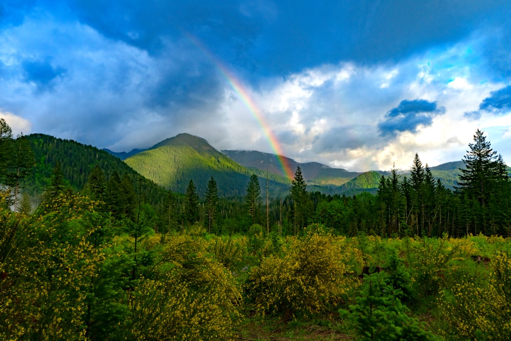 rainbow during daytime