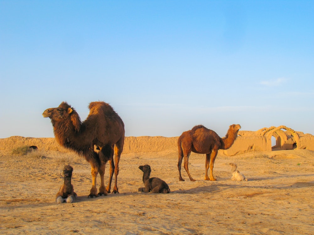 Cinco camellos marrones