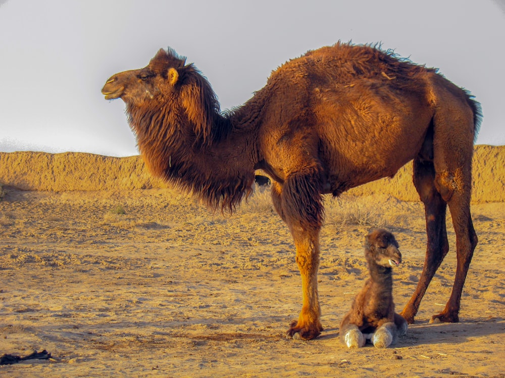 camello marrón