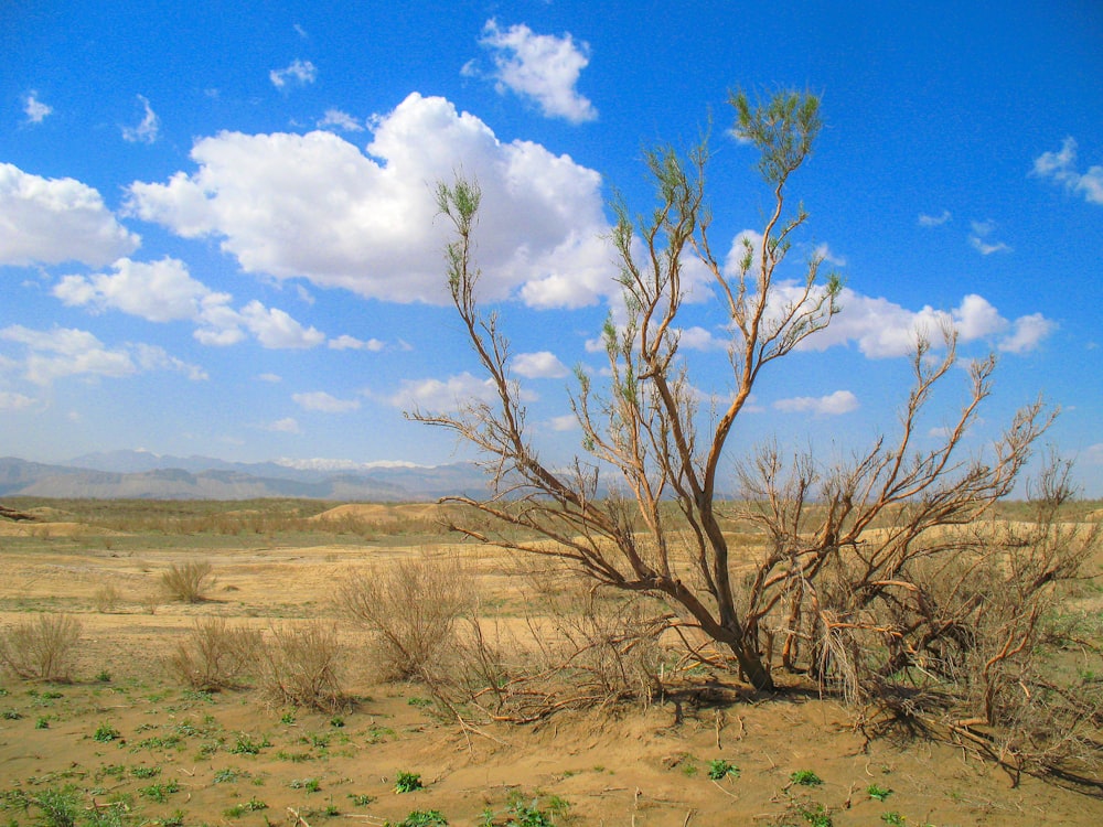 leafless tree in desert