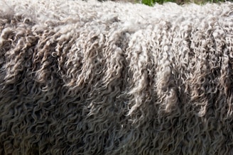 sheep wool