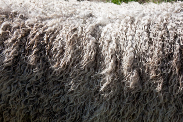 Close-up of natural wool fibre ready for spinning
