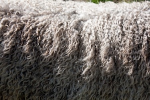 sheep wool