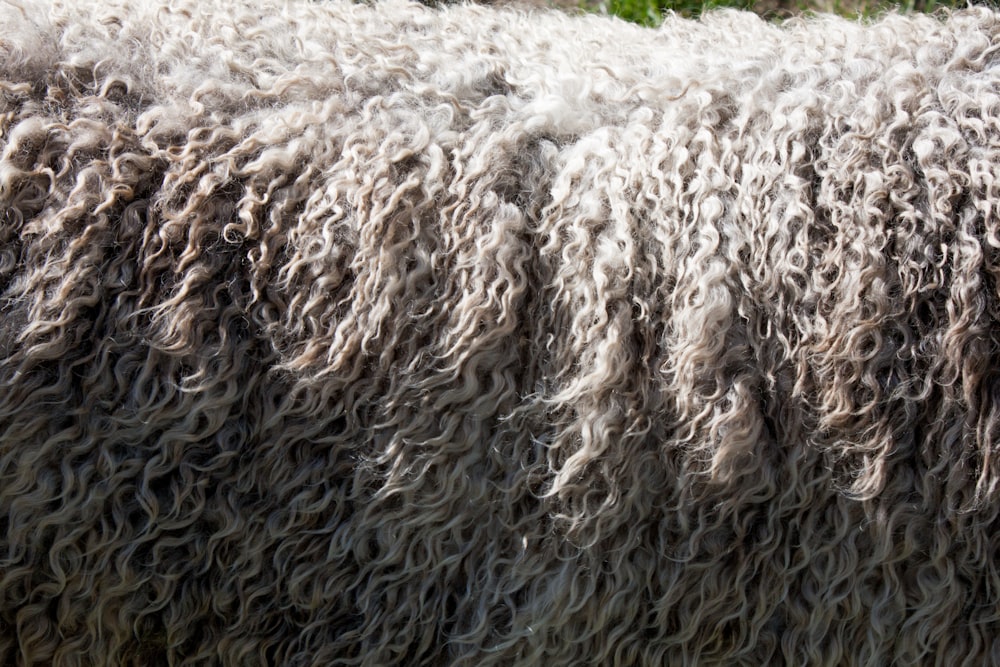 sheep wool