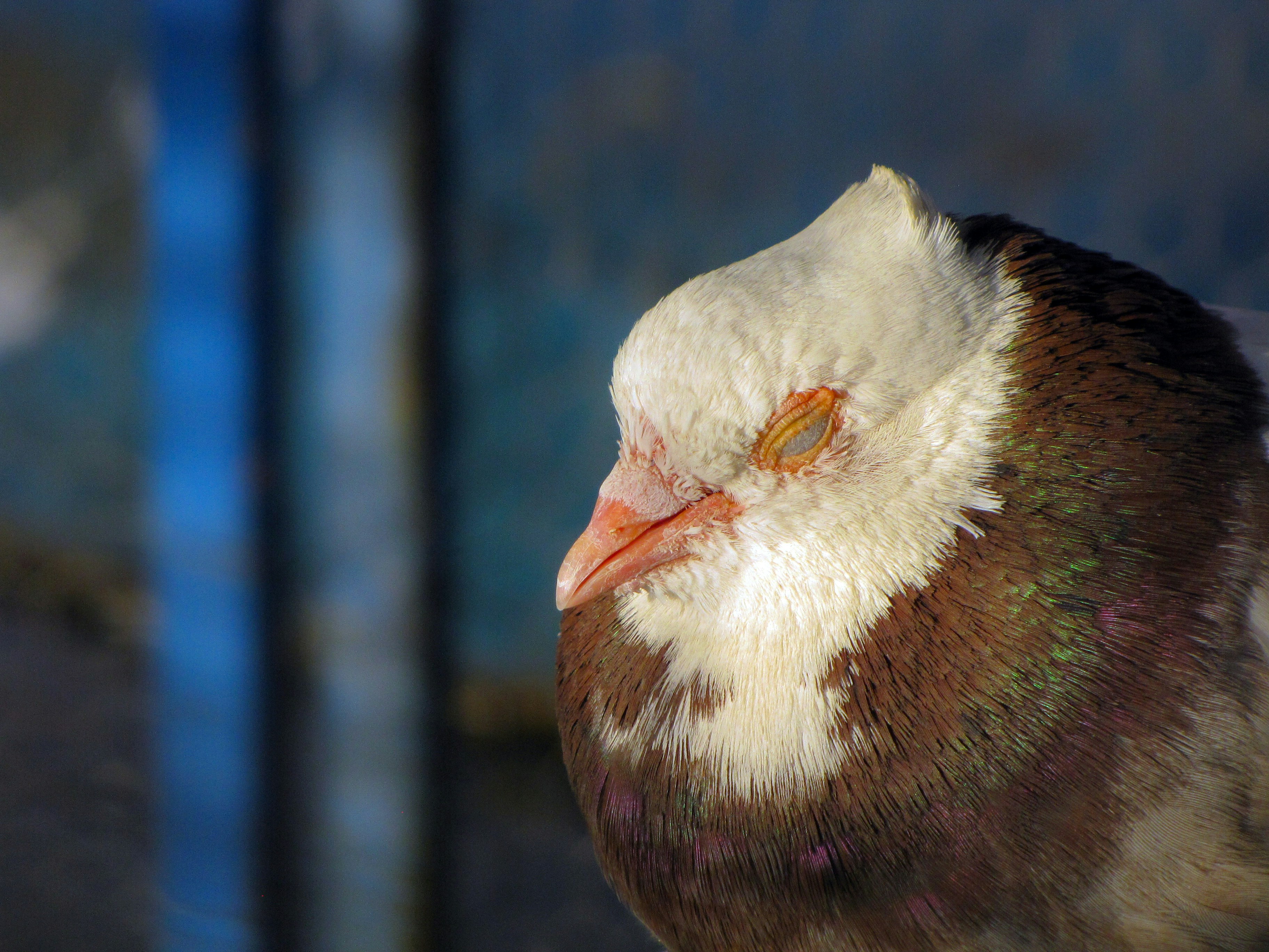 brown and white pigeon