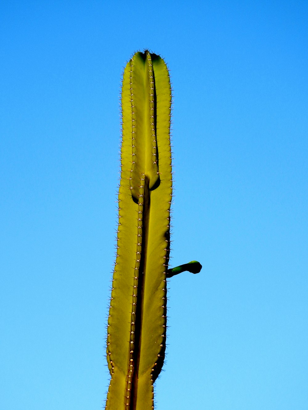 green cactus