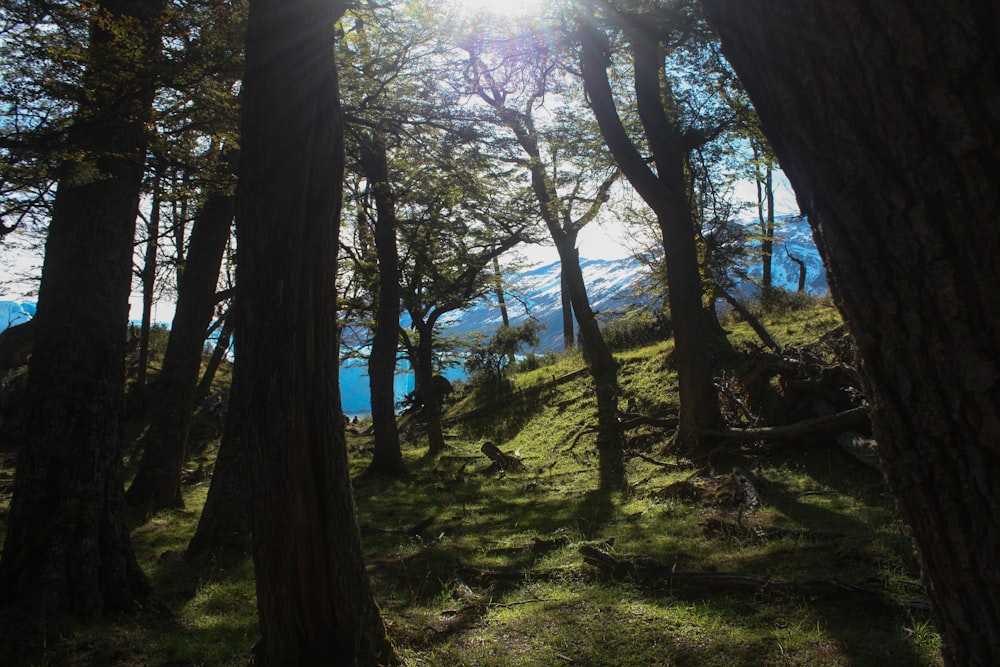 green trees