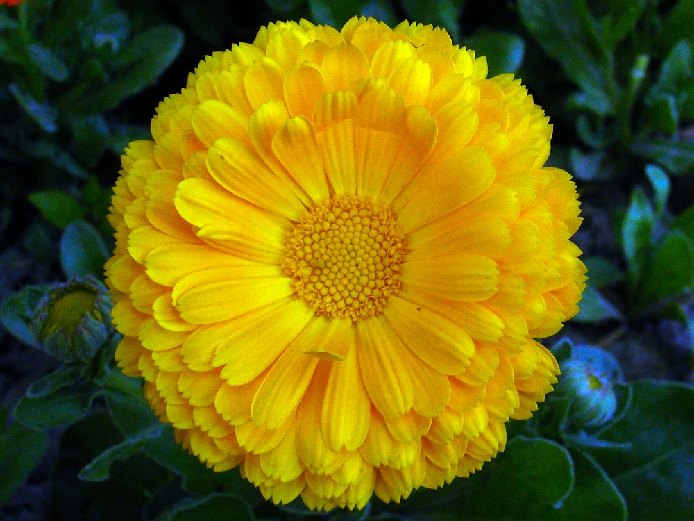 Fotografía de primer plano de flor amarilla