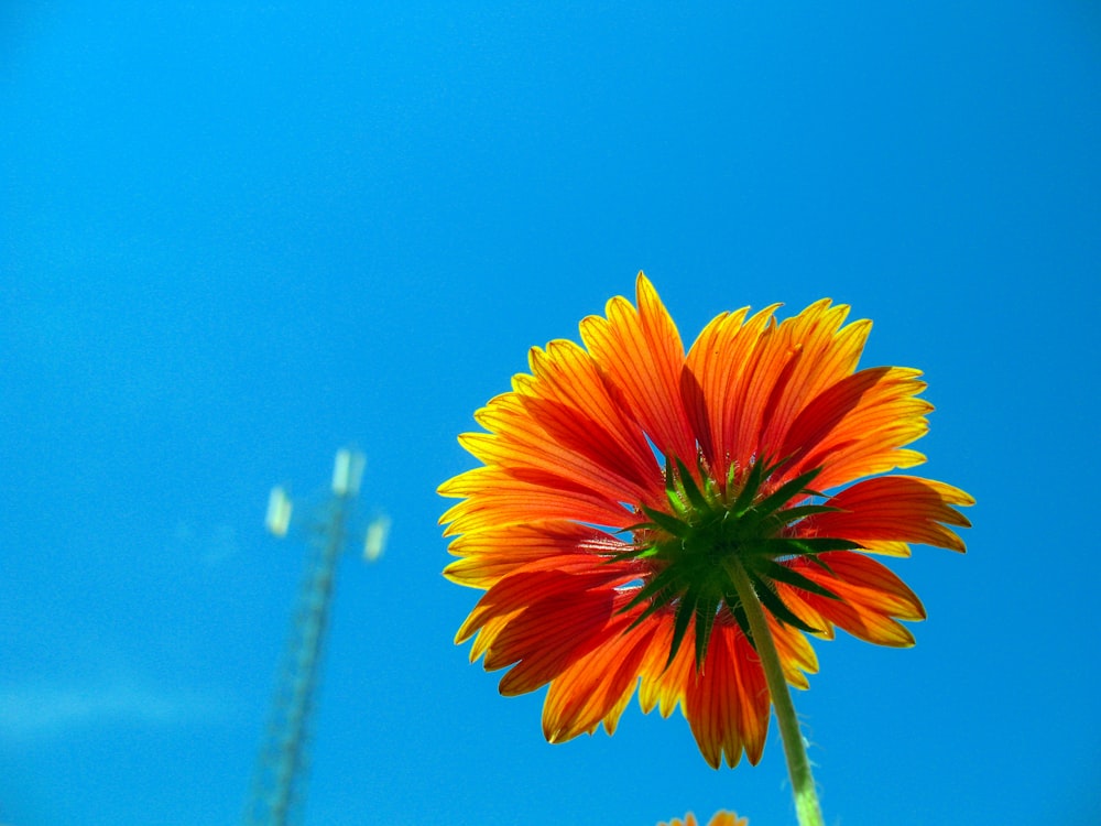 low-angle photography of red cluster flower