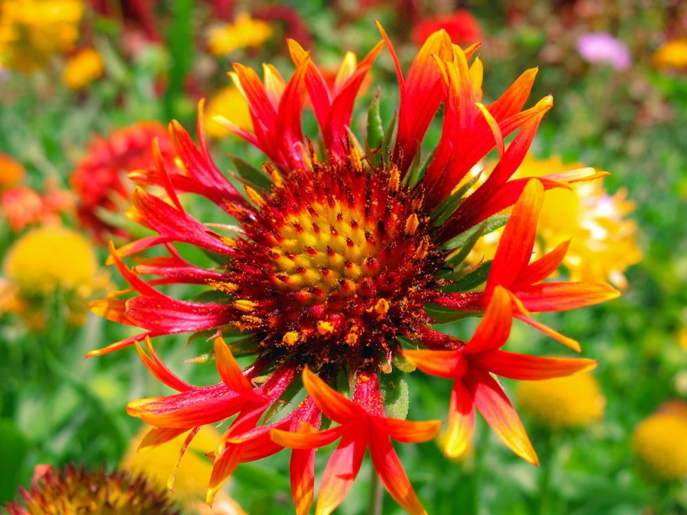 flor de pétalos rojos