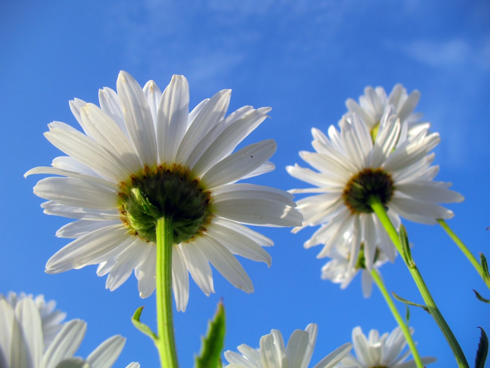 two white cluster flowers