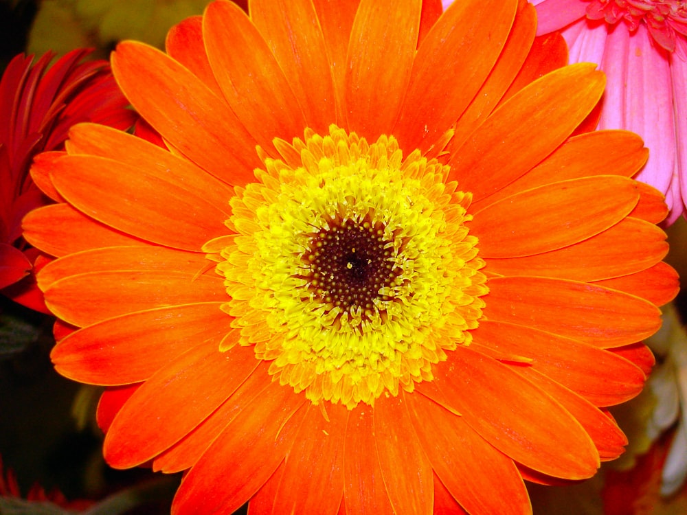 foto de closeup da flor de pétala laranja