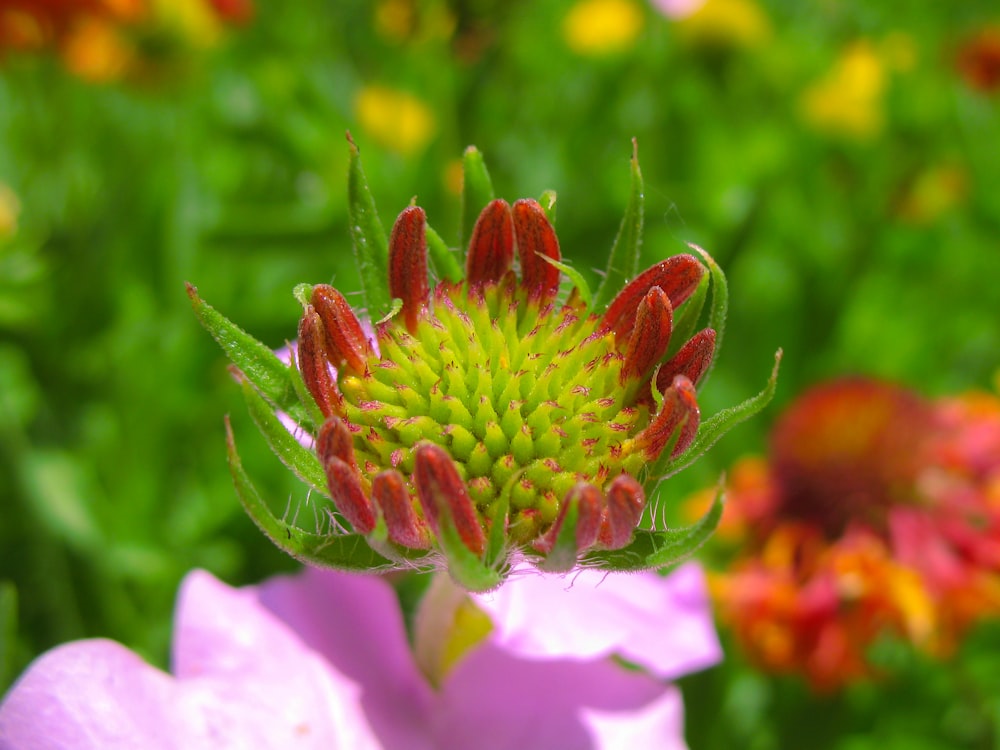 green and red flower