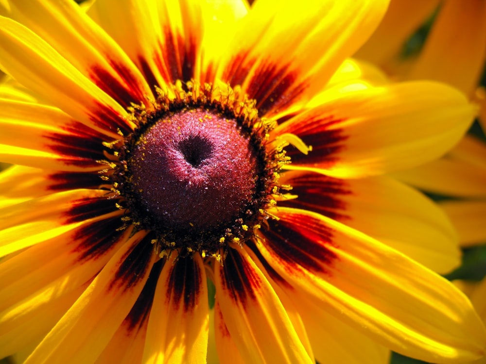 Micro fotografía de flor amarilla