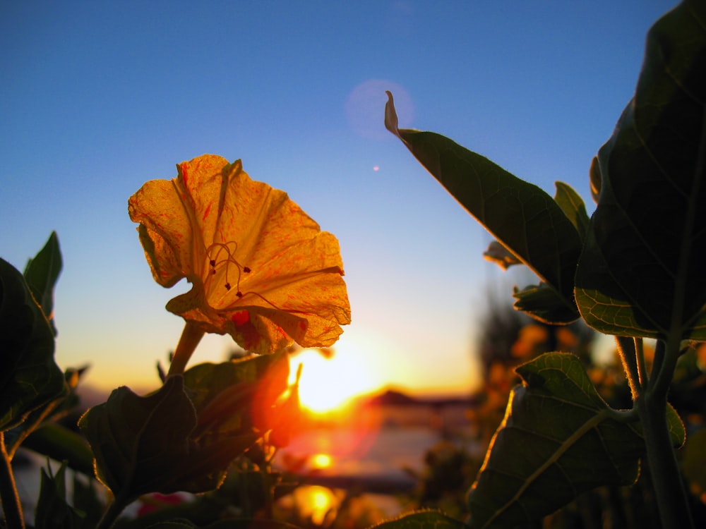 Nahaufnahme der Blume