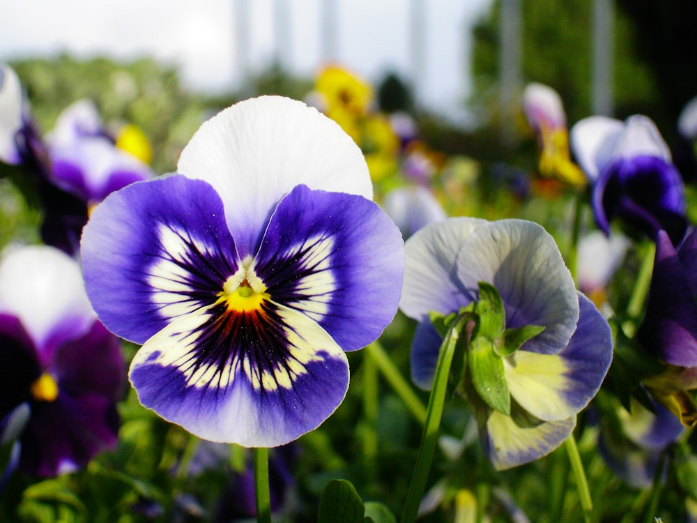 a group of purple and white flowers in a field