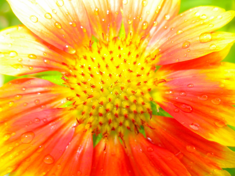 orange-and-red-petaled flower