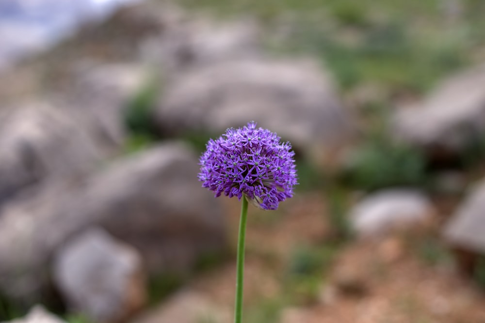 紫タンポポのセレクティブフォーカス写真