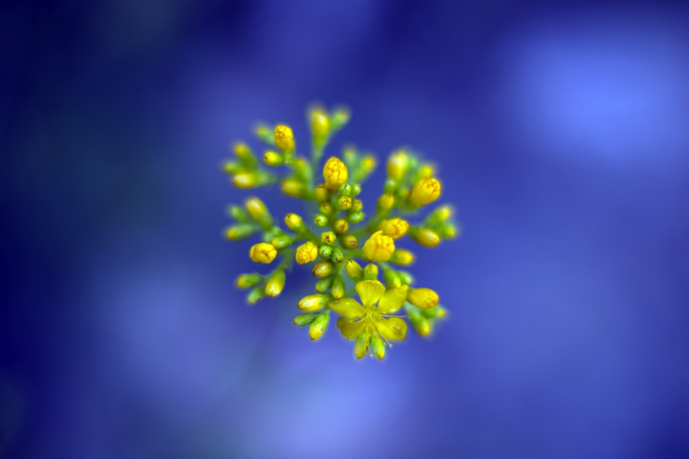 closeup photography of yellow-petaled flower