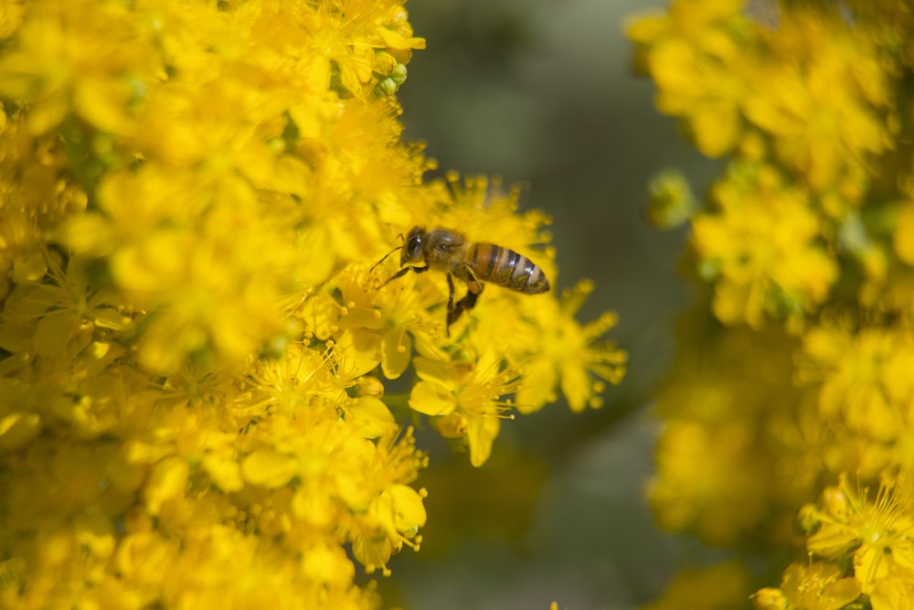 insect on flower