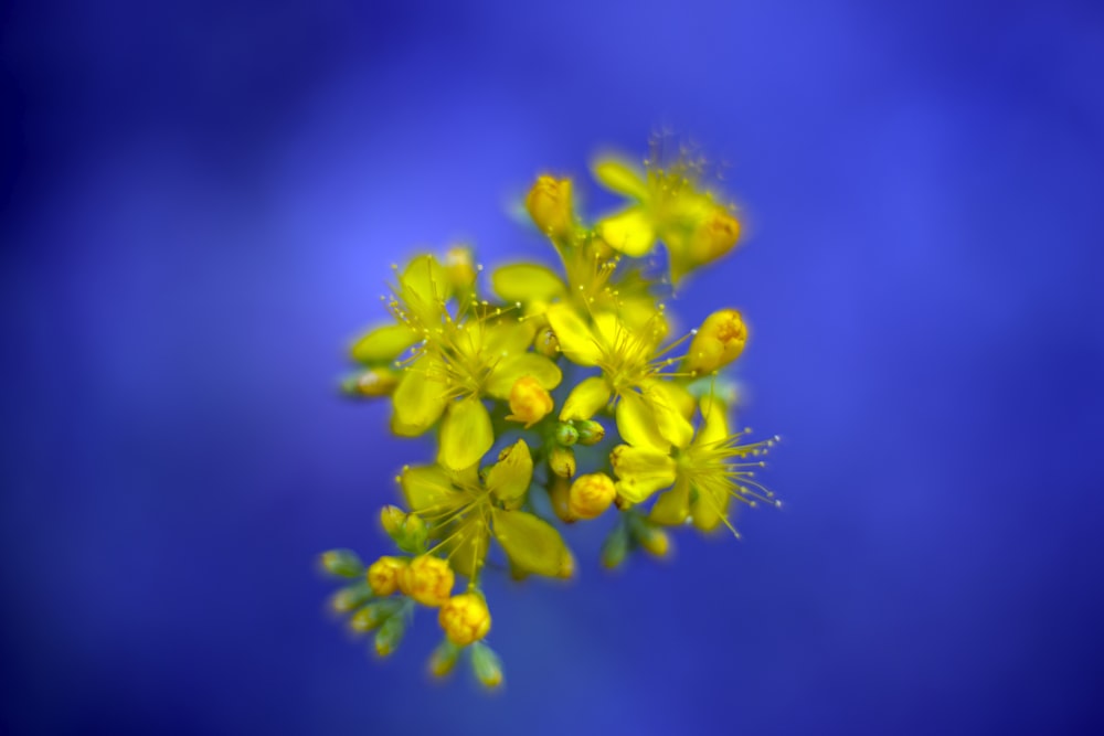 perforate st john's wort flower on blue background