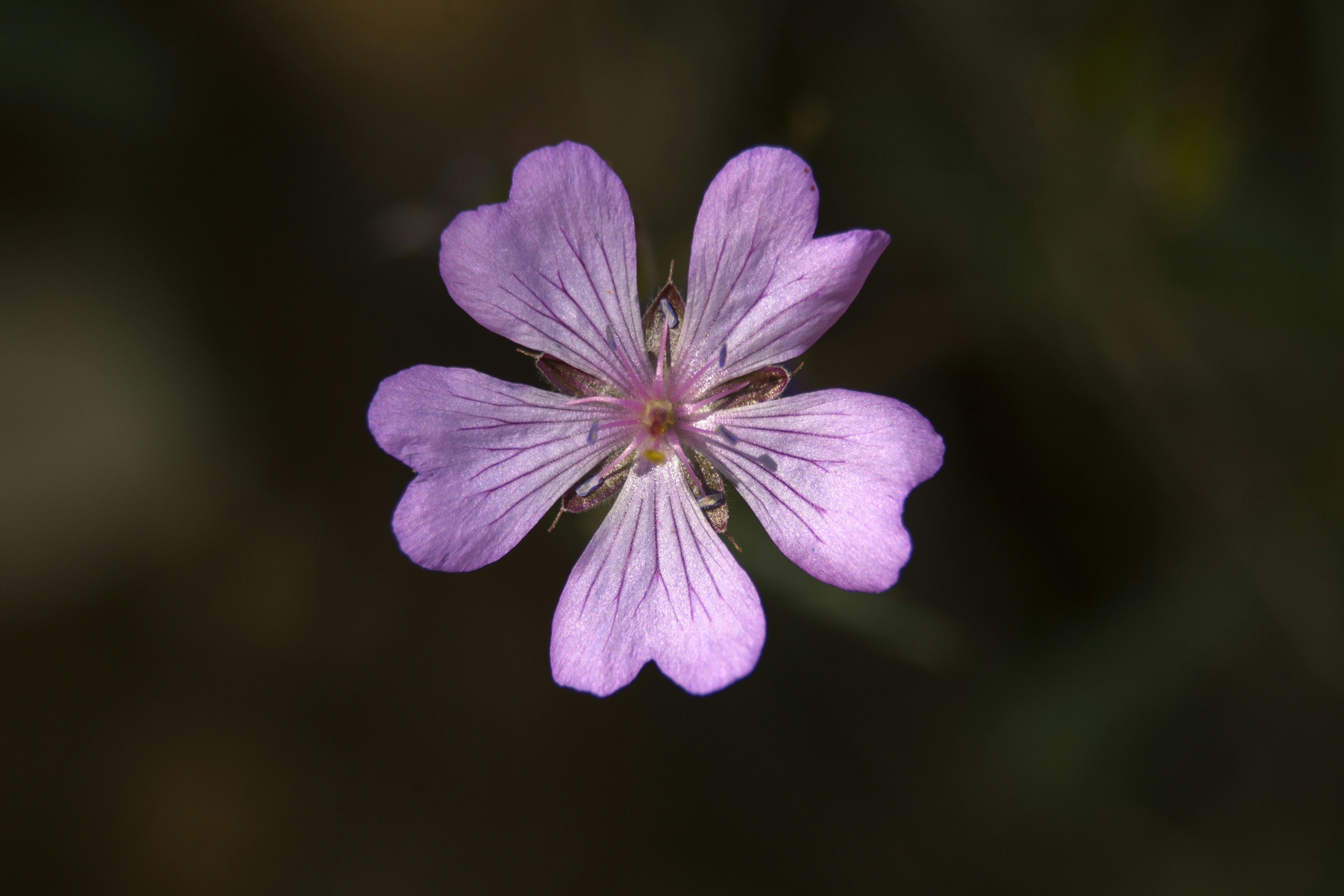 Photo by mostafa_meraji